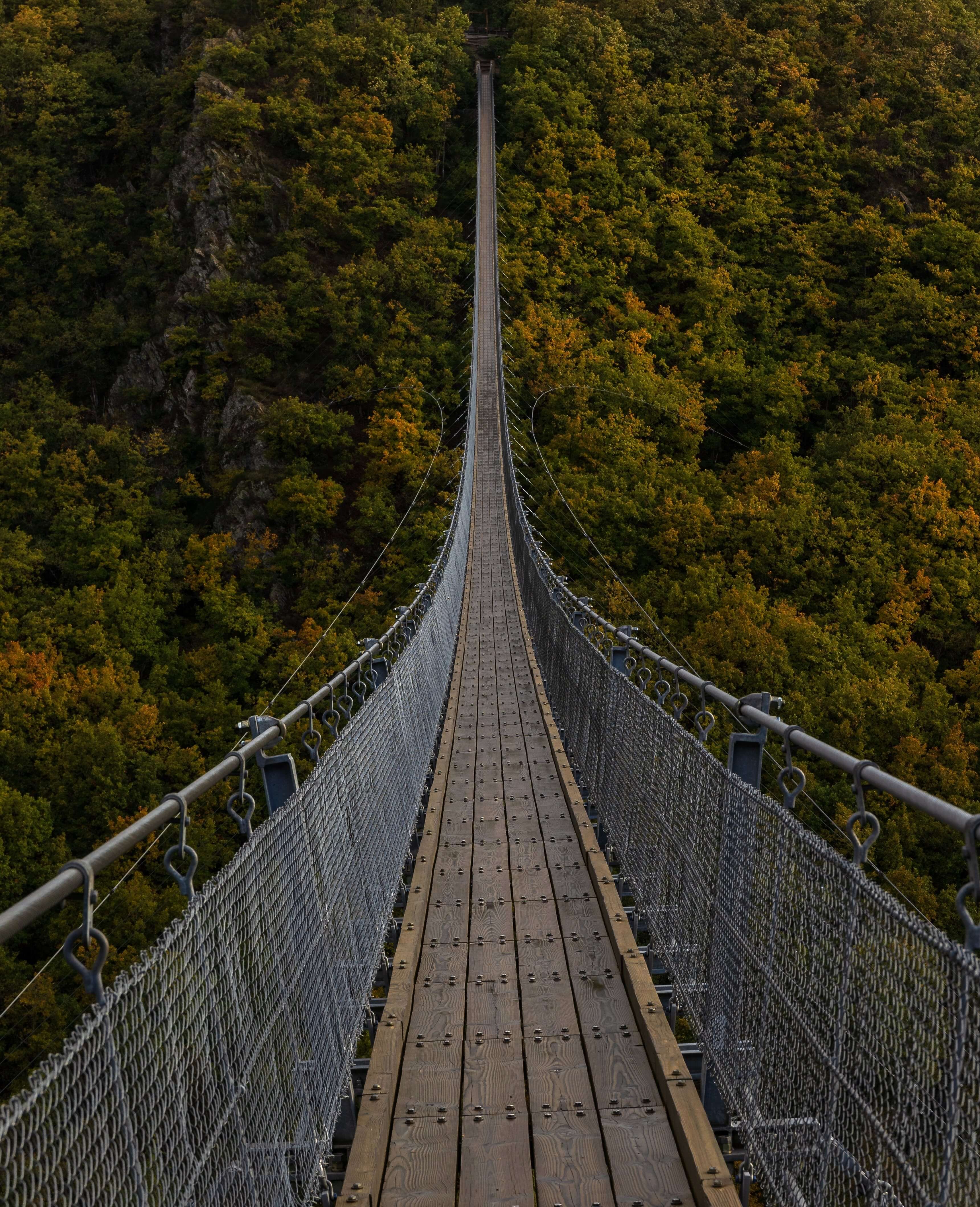 Bridge-forest